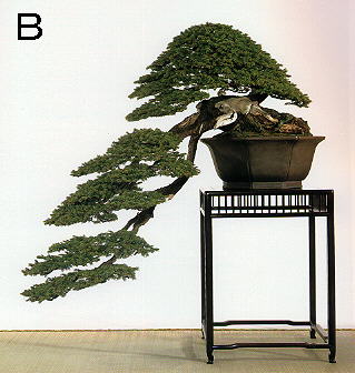 常滑盆栽鉢-盆栽とは。